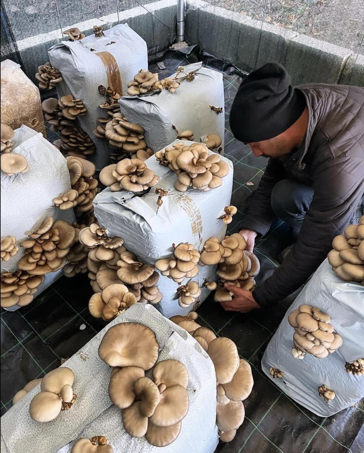 Il Riccio Bauernhof Monticchio (Basilicata)