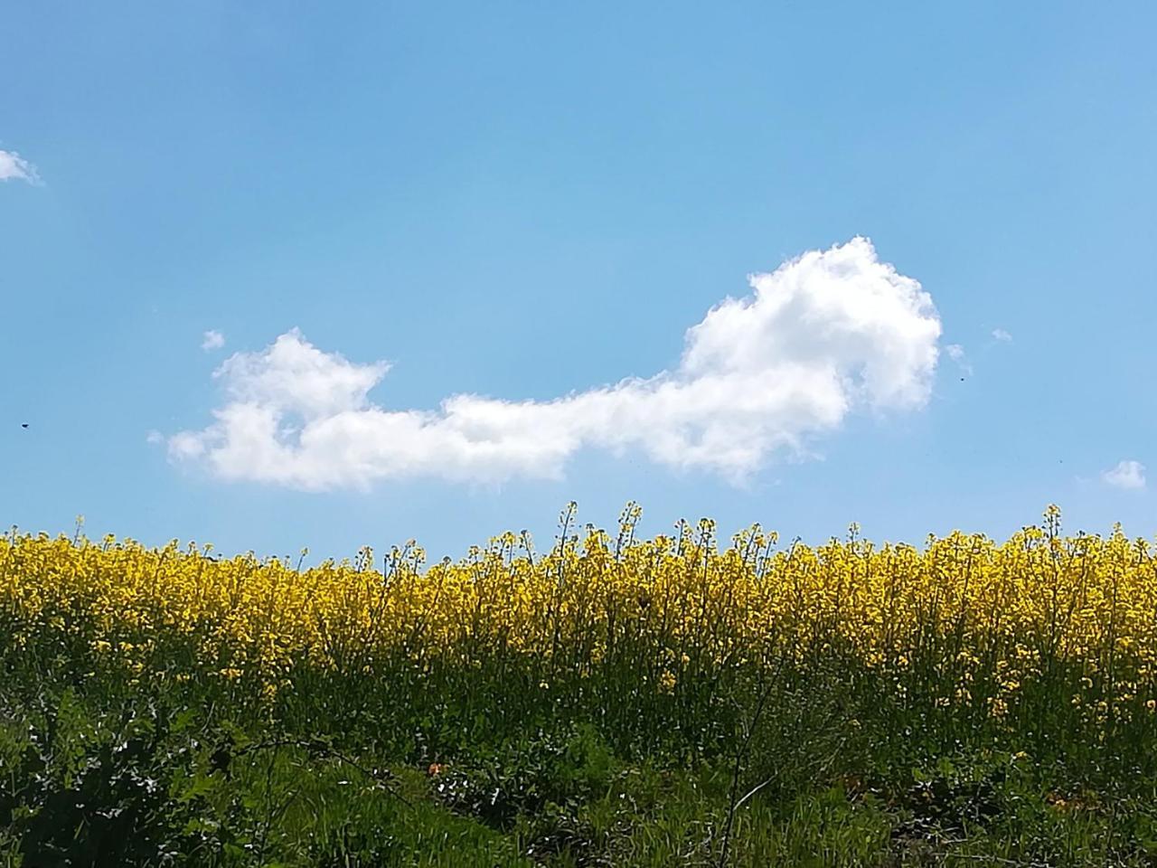 Il Riccio